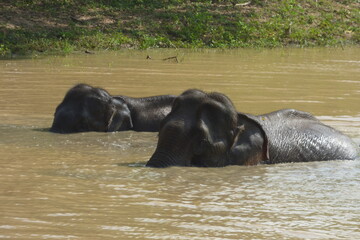 Fototapeta na wymiar elephants in the river