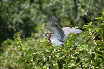 young heron in the swamp in a tree