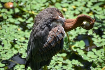 Fototapeta premium young heron in the swamp in a tree