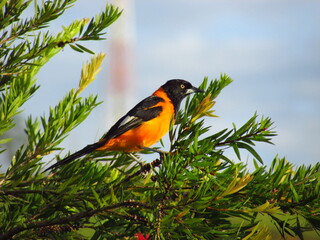Orange bird perched on branch..