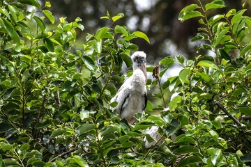Baby woodstork bird in a nest