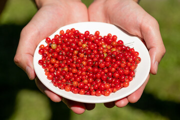 In the hands is a plate with ripe red currants on a green background