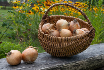 A wicker basket with onions and two large onion heads on a wooden bench against a blurry background of a summer garden with flowers. Gifts of nature, harvest, village.