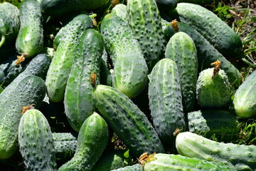A bunch of fresh green organic cucumbers of different varieties lies on the green grass on a summer day in the garden. Country life. A new crop.	