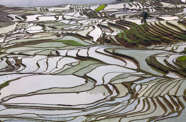 Terraced rice fields in Yuanyang county, Yunnan, China. Yuanyang county lies up to nearly 3000 metres above sea level in the Ailao mountains