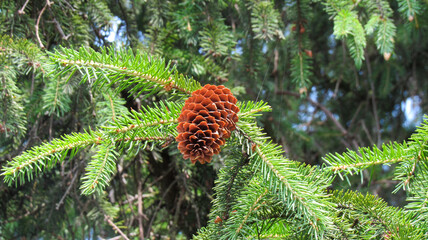 A cone on a spruce branch in close-up