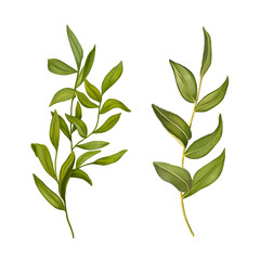 Watercolor hand painted botanical summer leaves and branches illustration isolated on white background