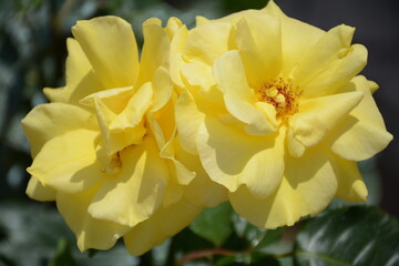Yellow roses bloom in the sun