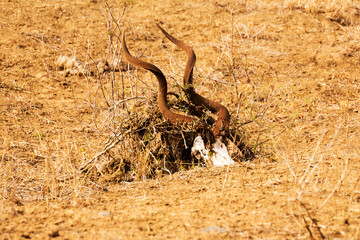 Kudu Skull in dry grass Savannah