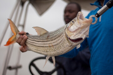 Freshly caught Tiger Fish at Lake Jozini