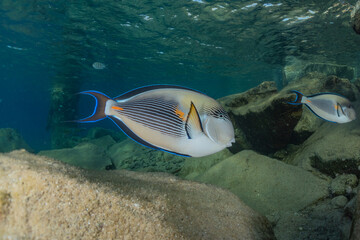 Fish swim in the Red Sea, colorful fish, Eilat Israel
