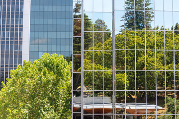 Trees reflecting at the facade of a sky scraper in Auckland