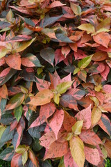 autumn leaves background