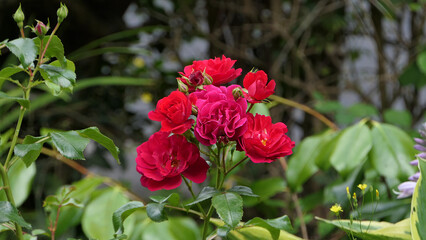 Red Roses and flowers in walled Garden in Ireland