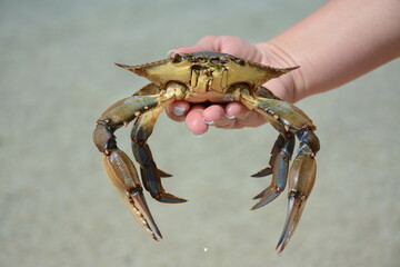 A man holds a crab in his hand and is about to release it into the sea