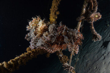 Fototapeta premium Fish swim in the Red Sea, colorful fish, Eilat Israel 