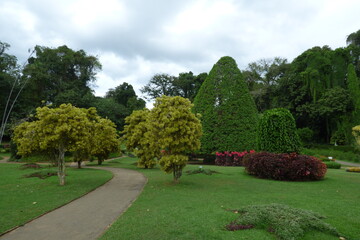 Fototapeta premium botanicalgarden in sri lanka