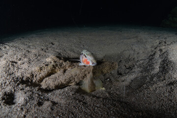 Fish swim in the Red Sea, colorful fish, Eilat Israel
