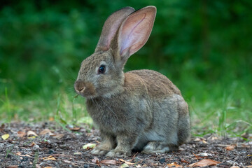 Naklejka na ściany i meble Wild baby hare. Cute bunnies. Wild animal.