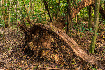 Obraz premium Trails in Miami, Florida