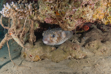 Fish swim in the Red Sea, colorful fish, Eilat Israel
