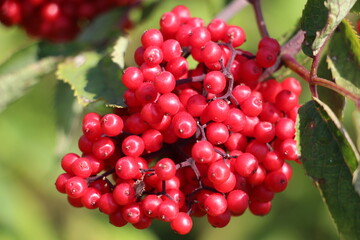 red currant berries