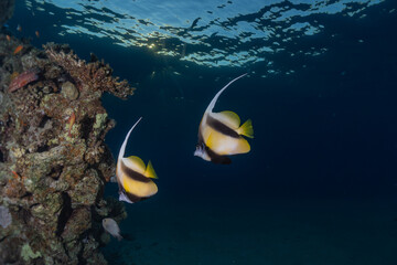Fish swim in the Red Sea, colorful fish, Eilat Israel
