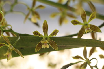 Green orchid flower. Flor de orquídea verde. 