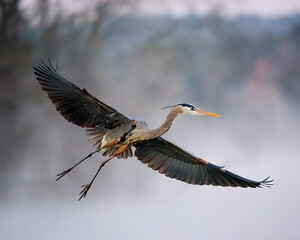 Predawn Great Blue Heron on a Misty Morning