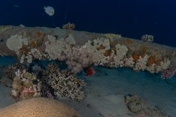 Coral reef and water plants in the Red Sea, Eilat Israel
