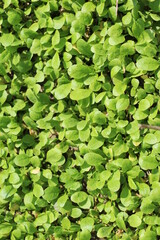 green leaves background