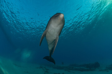Fototapeta premium Dolphin swimming in the Red Sea, Eilat Israel 