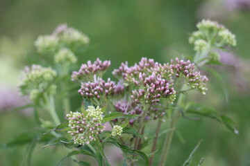 Obraz premium flower