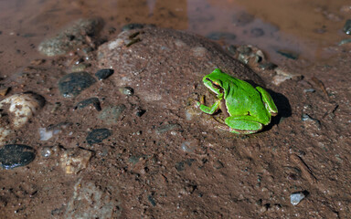 Green tree frog. Tree frog on wet ground. Amphibian on the ground in the forest.