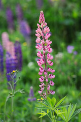 Pinky Lupin Flowering Plant on a Meadow. Colorful Lupinus Polyphyllus in Czech Nature.