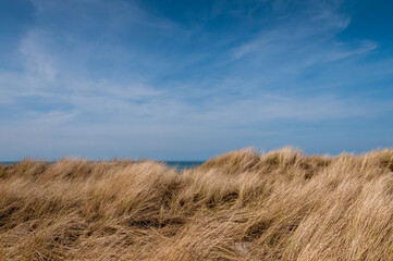Wind Blown Grass at Seaside