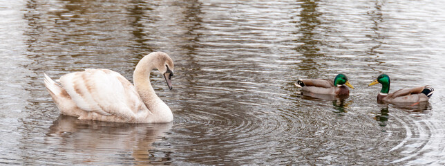 Swan and Mallard Ducks
