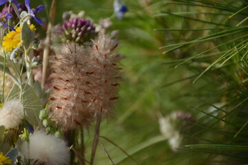Composition of prickly scolymus hispanicus and yellow-blue flowers in the mountains