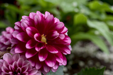 Obraz premium pink flower