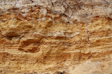 Naklejka premium Old rotten wood of a rotten tree. The embossed texture of the brown wood back. The texture of old oak bark eaten by termites