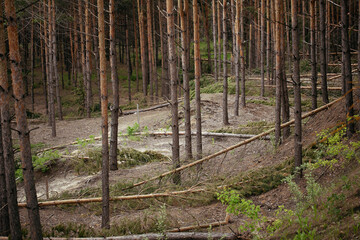 Spruce forest with fallen trees