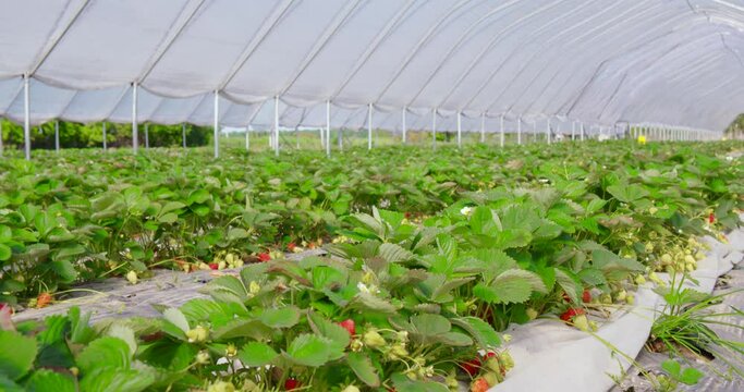 Strawberry plantation with green bushes and sweet berries that ripen outdoors. Gardening of natural organic plants. Concept of farming and harvesting. 