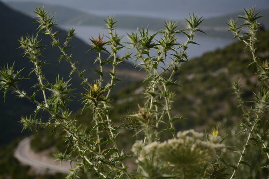 Thorn scolymus hispanicus bushes bloomed with yellow flowers on a background of mountains and the sea