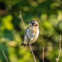 Whinchat sitting on a blade of grass