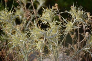 Dry prickly thorn grows in the Adriatic mountains