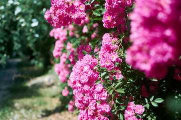 Beautiful flowers blooming in garden. Wild flowers.