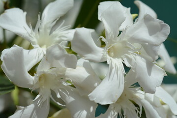 White nerium oleander flowers close-up