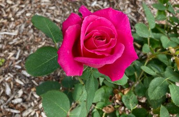 pink rose in the garden