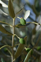 Green olives ripen on a tree in summer
