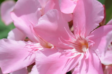 Large pink nerium oleander flowers close-up